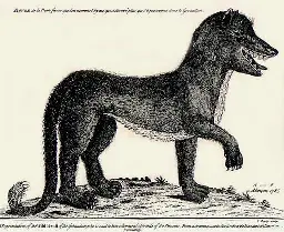 Beast of Gévaudan - Wikipedia