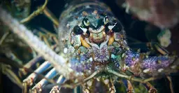 Lobsters Feel Pain When Boiled Alive, and Here’s How Science Knows