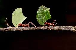 Ants learned to farm fungi during a mass extinction