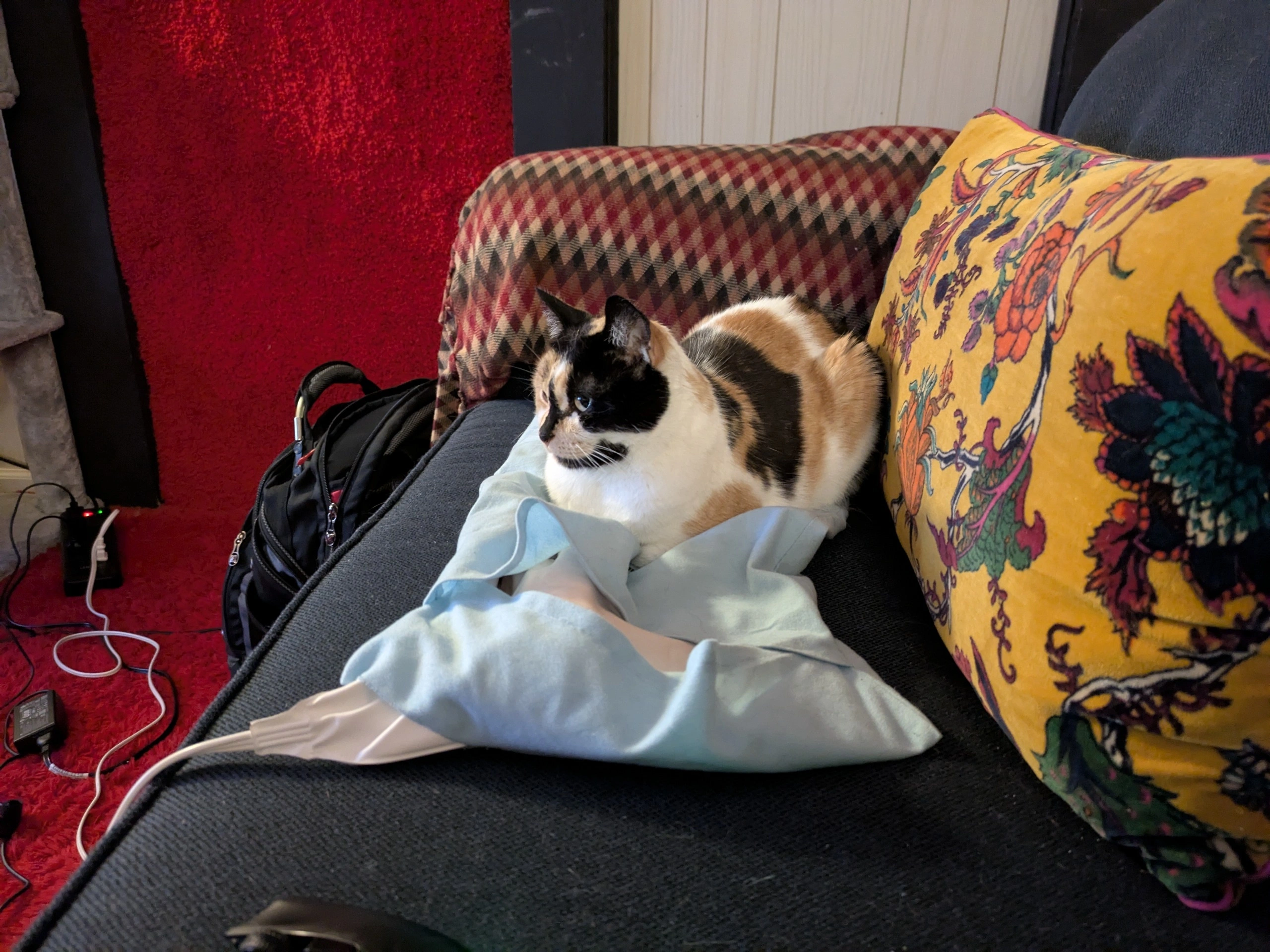 calico cat on a blue heating pad.