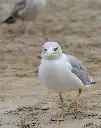 Fakespeare