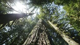 Biden administration takes step toward protecting old-growth trees