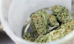 New York Officials Debunk 'Misinformation' About Fentanyl-Laced Marijuana - Marijuana Moment