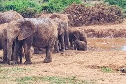 Watch: Elephant family work together to save baby stuck in mud - UPI.com