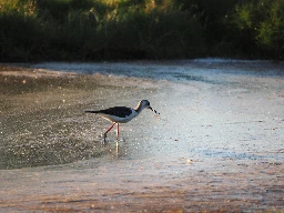 Pied Stilt (Himantopus leucocephalus) - Kedron Brook Wetlands Reserve, Brisbane, Australia - May 2024