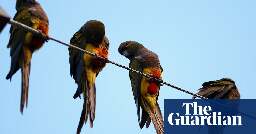 Parrots overwhelm Argentinian town with screeching, poo and power outages