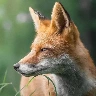 Fox pics