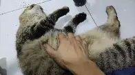 Mao Mi likes belly rub