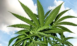 Most VP picks back cannabis legalization (Newsletter: July 25, 2024) - Marijuana Moment