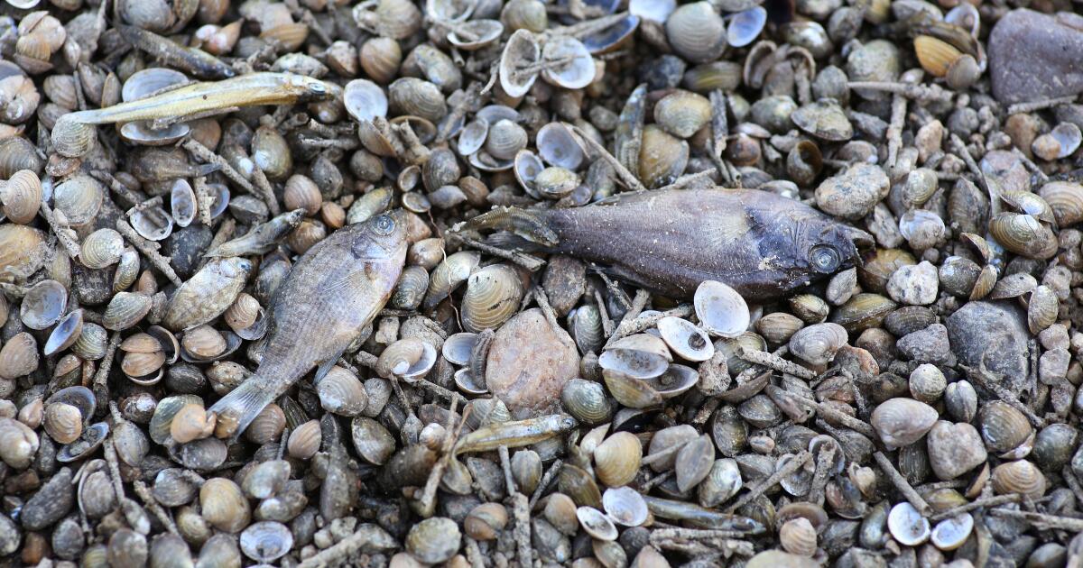 ‘It’s really sad’: River dries up abruptly in Bakersfield, leaving thousands of dead fish