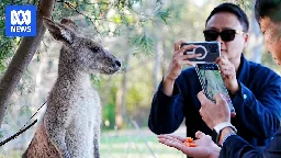 Fears of attacks as unruly roos take over suburbia