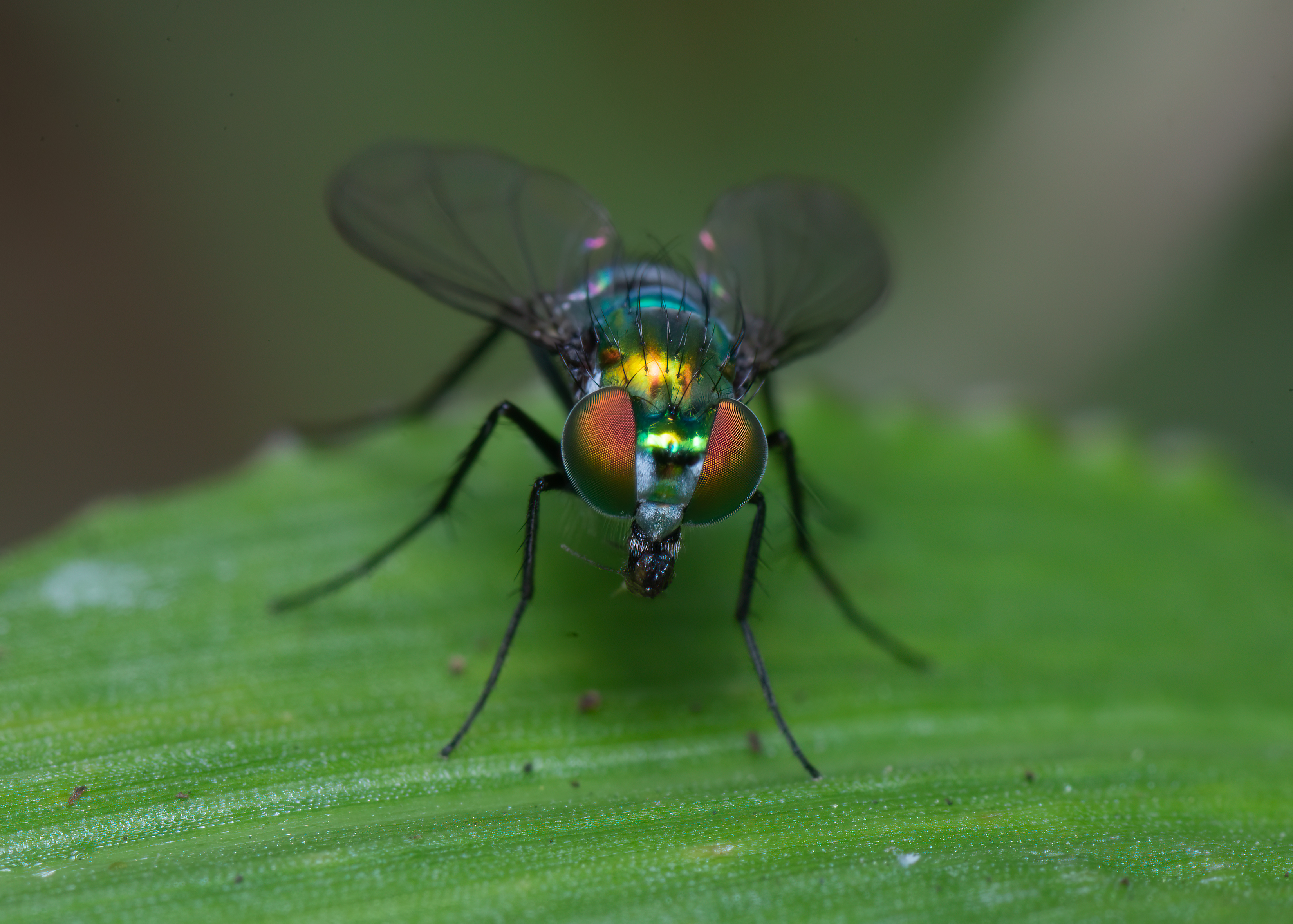 A tiny fly - Headshot!