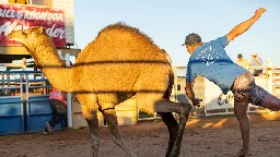 Chasing camels to stick duct tape on their backs an outback competition attracting thousands