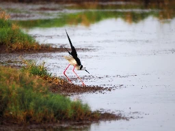 Pied Stilts (Himantopus leucocephalus) - Kedron Brook Wetlands Reserve, Brisbane, Australia - October 2024