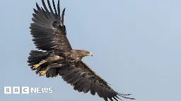 Ukraine war forced eagles to change migration route