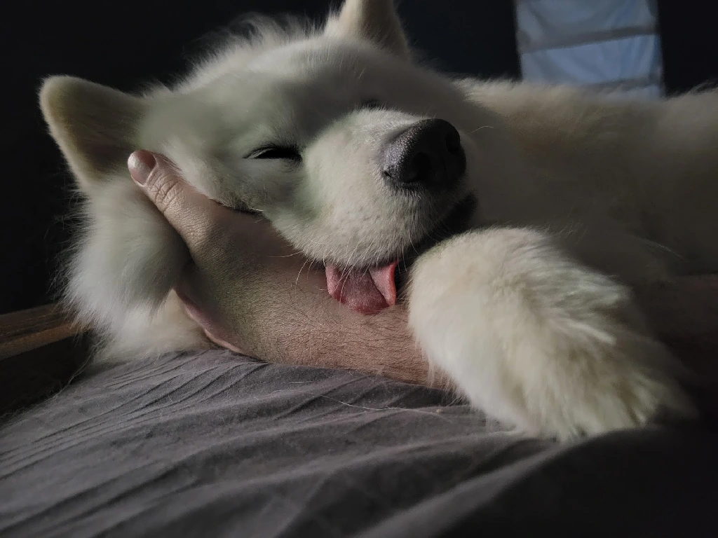 A very very good girl with a sleepy blep