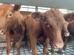 Palestinians warn of a Jewish and Christian Zionist plot to threaten Al-Aqsa Mosque, starting with a red heifer from Texas