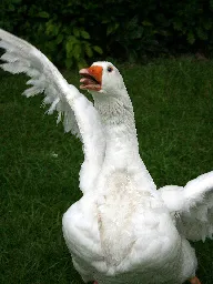 Guard goose - Wikipedia