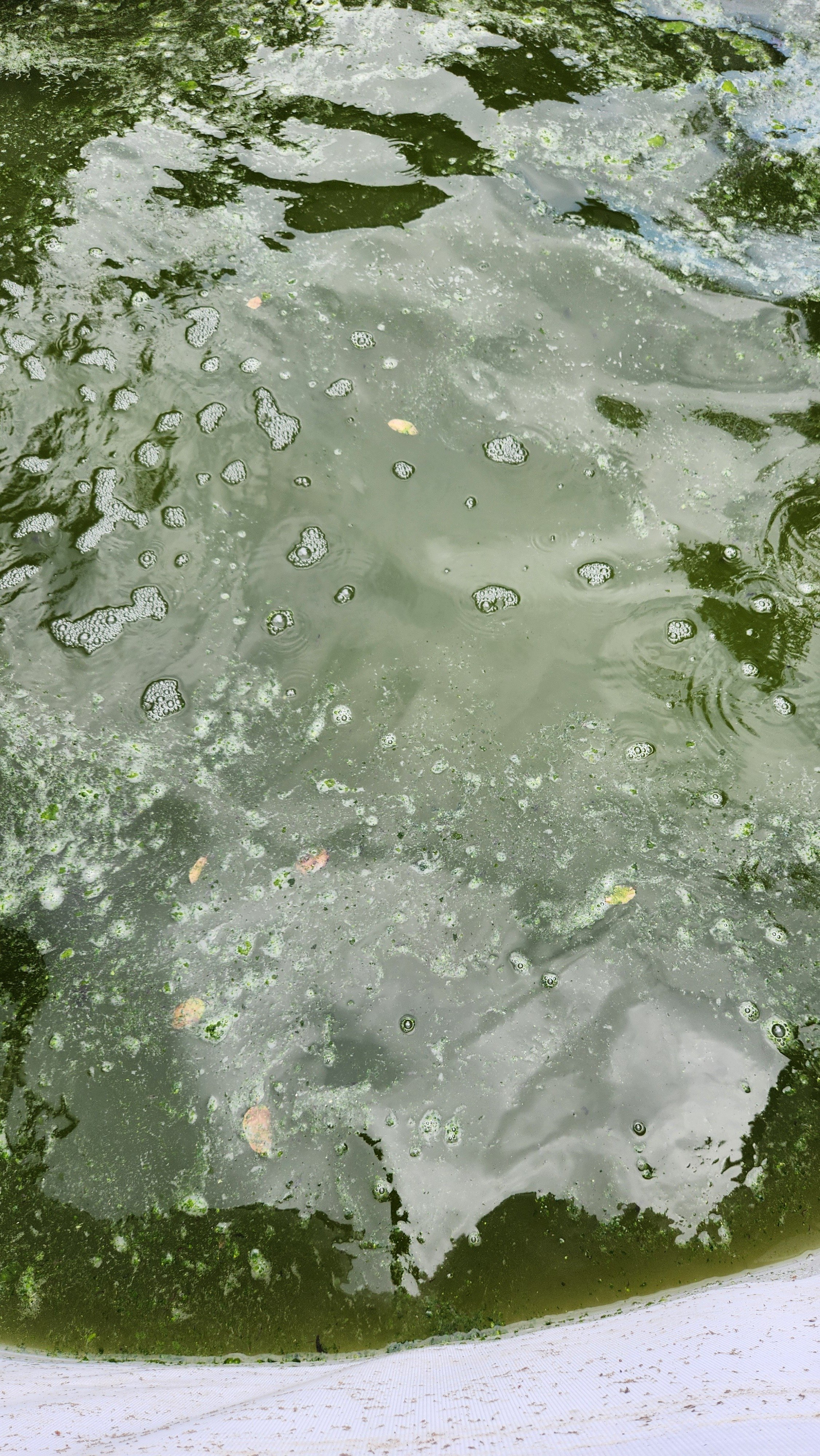 A pool completely overrun with green algae.