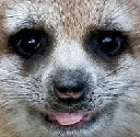 Satisfied_meerkat