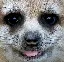 Satisfied_meerkat