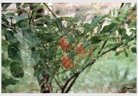 Wet apple [Minolta X-500 I 50mm 1.4 with Vivitar 3R filter I Maxicolor 200 (20 years expired)]