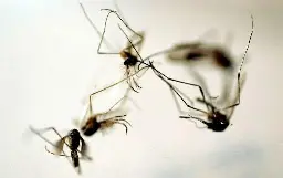 Weld County mosquitos test positive for West Nile virus