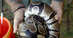 Massive invasive snakes are on the loose and spreading in Puerto Rico