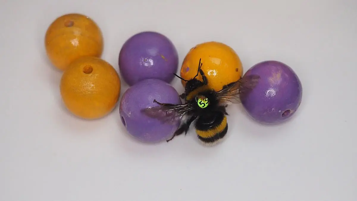 Bumble bees ‘play with balls for enjoyment’