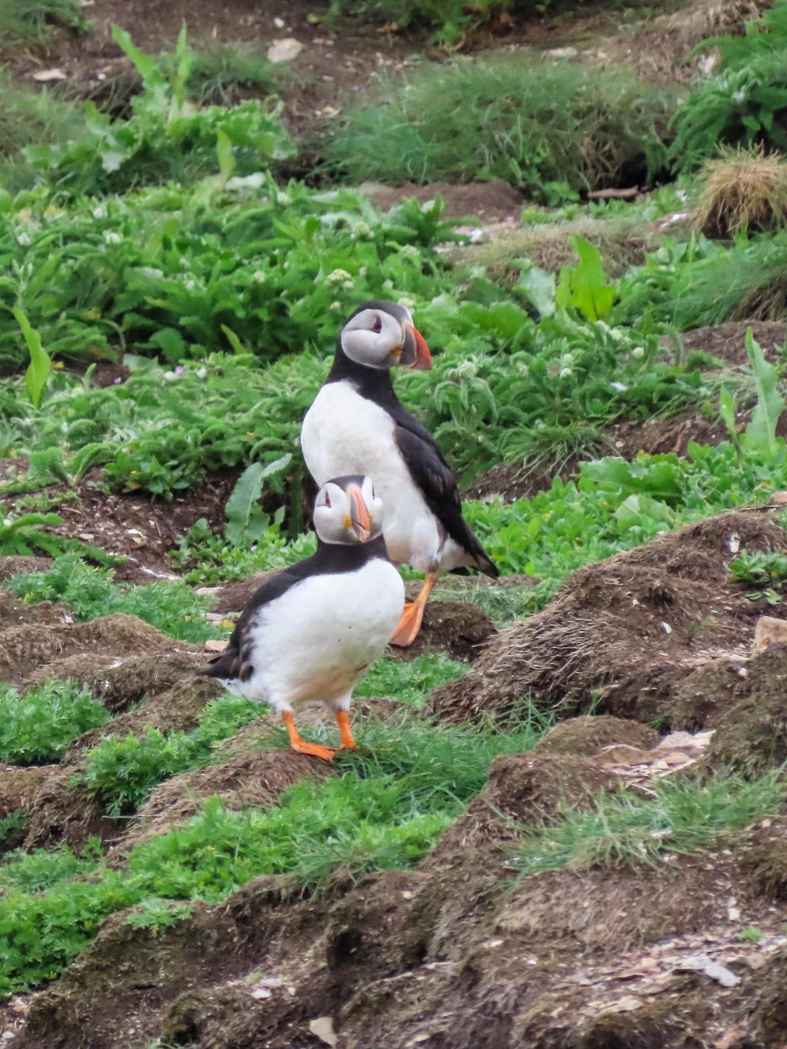 Atlantic Puffins in Newfoundland