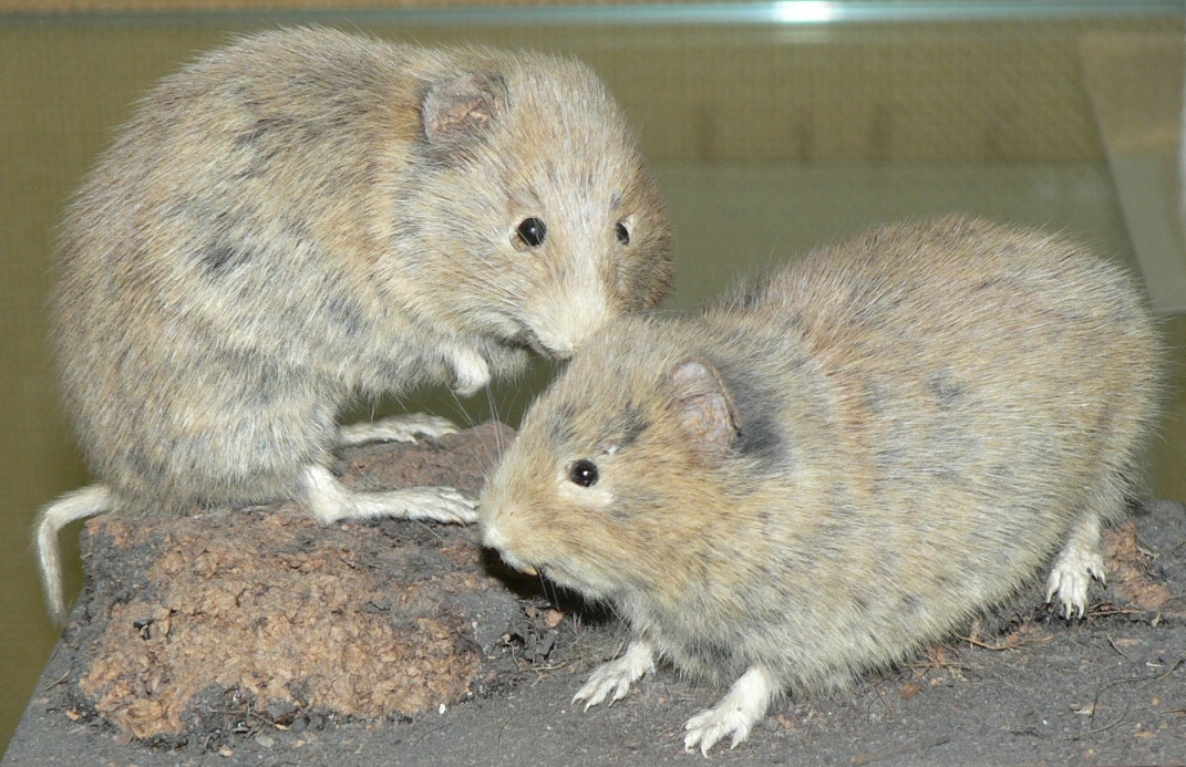 Orkney vole - Wikipedia