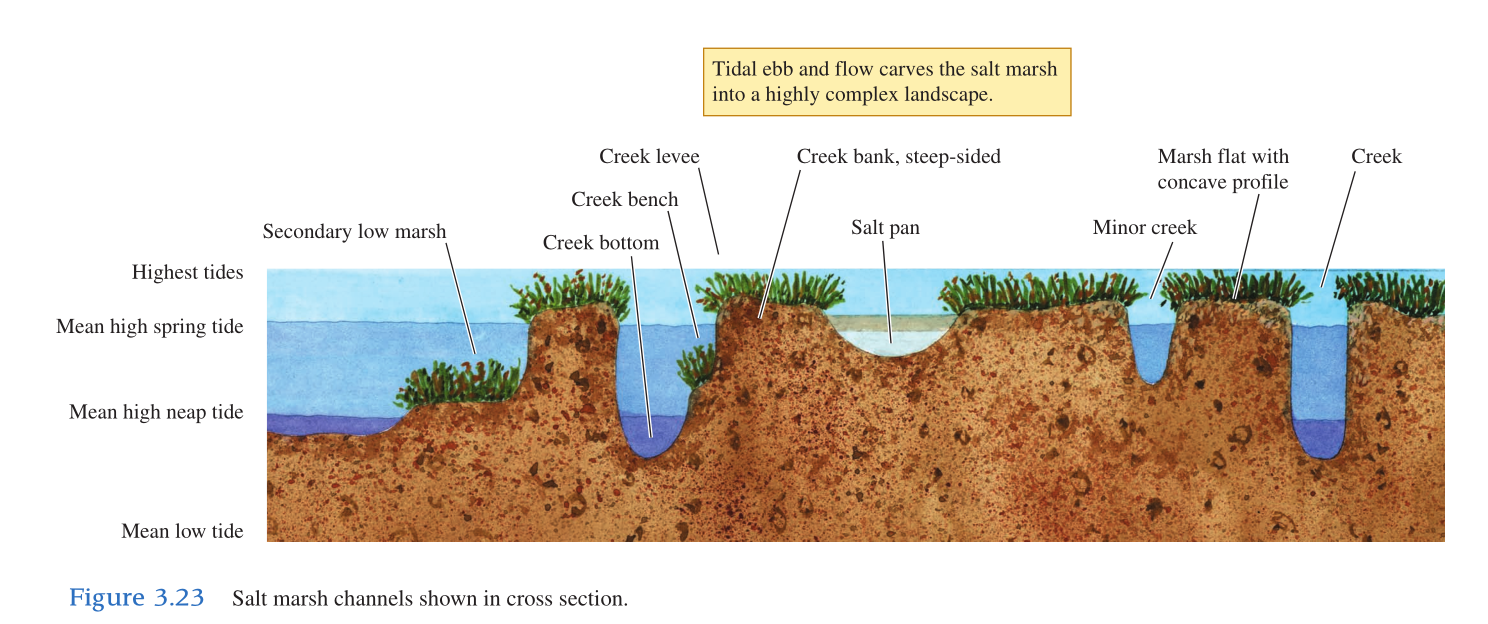 salt marsh channels