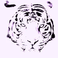 Biome - The Tiger