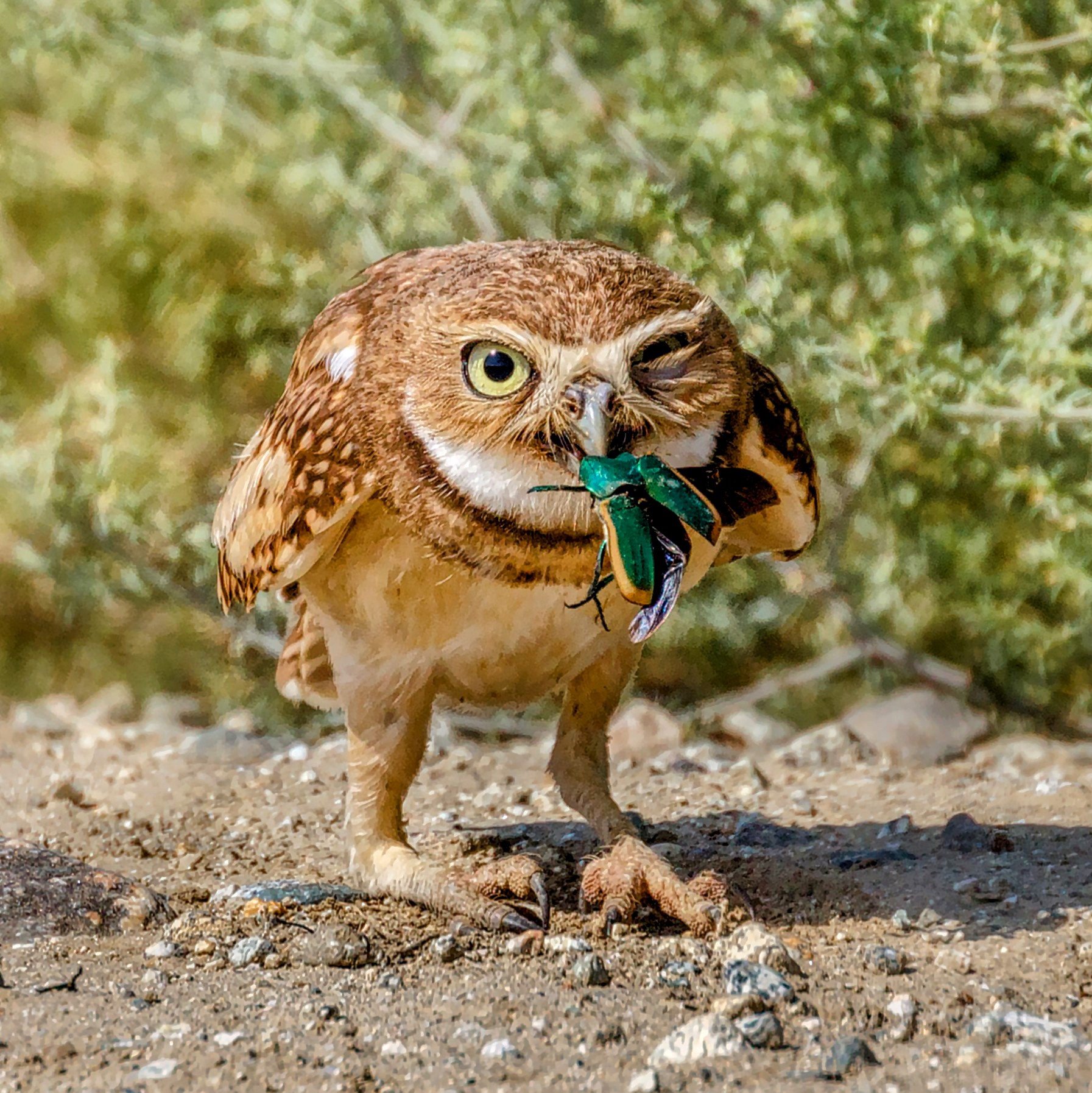 A wink (burrowing owl and june bug)