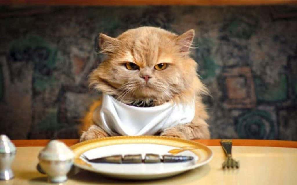 grumpy looking cat with bib sitting at table with place settings