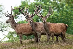 Why Scotland deer numbers have plummeted by half in a scenic Highlands location