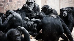 Do apes have humor? Study shows that great apes playfully tease each other