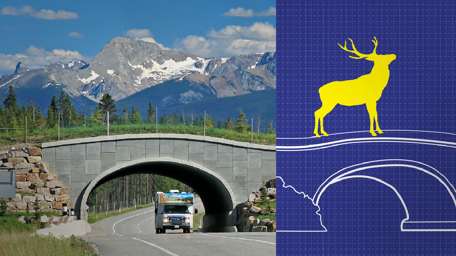 Wildlife crossings stop roadkill. Why aren’t there more?