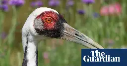 Walnut, a white-naped crane with a Smithsonian zookeeper as a mate, dies at age 42