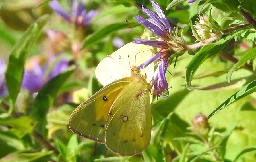 Butterfly tops up at Millennium Park