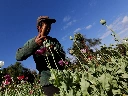 Myanmar authorities burn $446m in illegal drugs