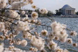 Japan is giving Washington 250 new cherry trees to replace those to be lost in construction work - WTOP News
