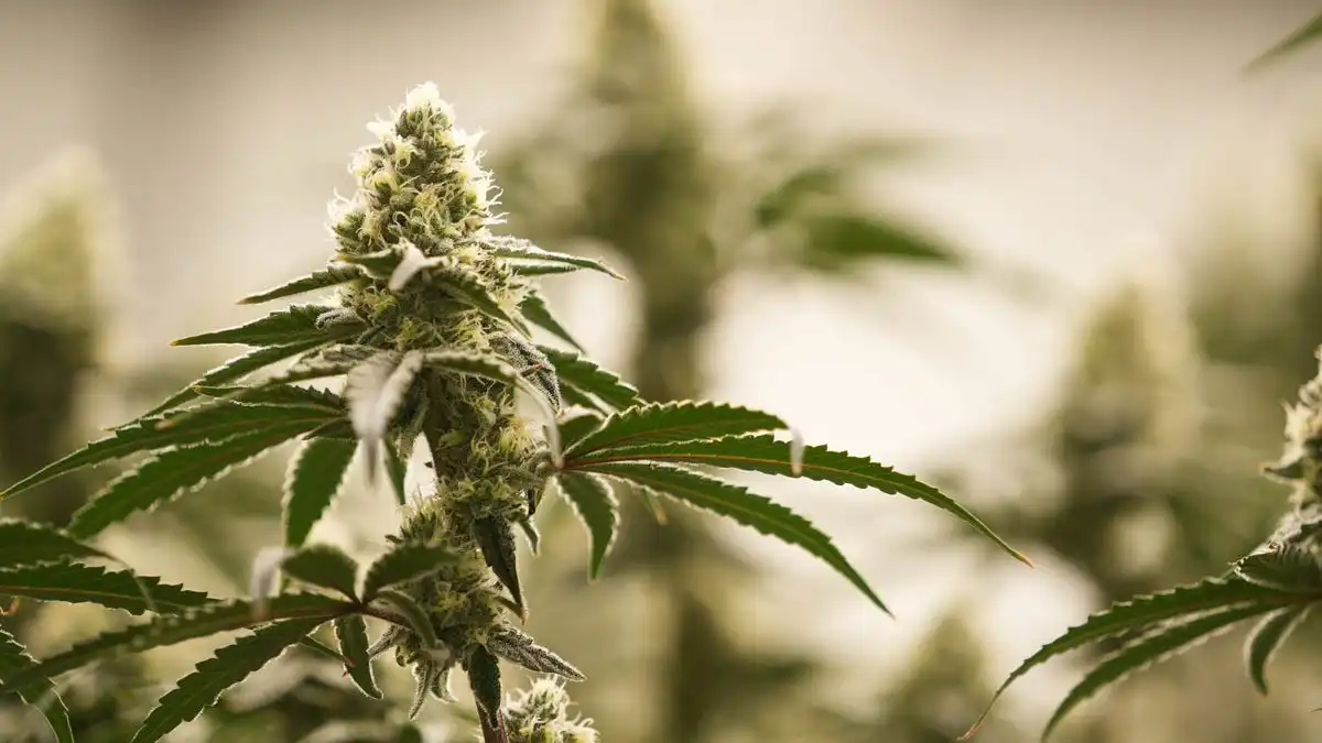 Florida Supreme Court gives voters final say on recreational marijuana