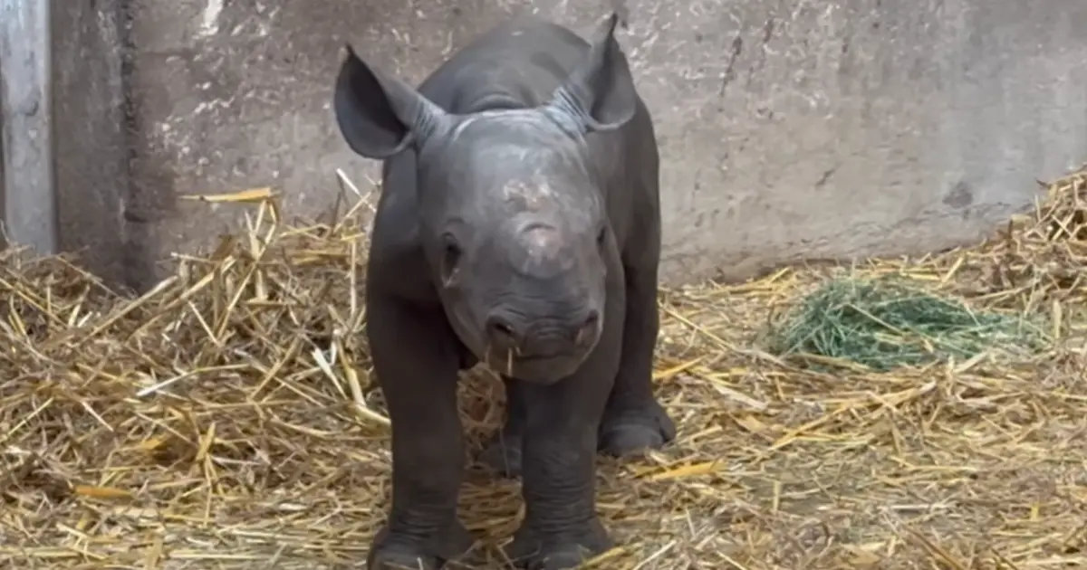 Une naissance exceptionnelle d’un bébé rhinocéros noir au zoo du bassin d’Arcachon