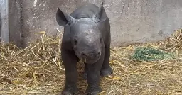 Une naissance exceptionnelle d’un bébé rhinocéros noir au zoo du bassin d’Arcachon