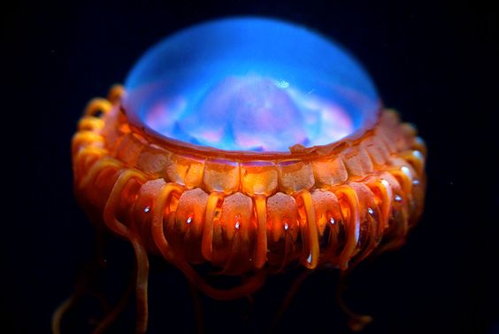 The bioluminescent Atolla jellyfish