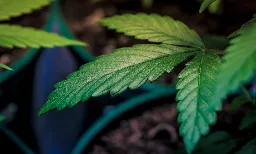 UN Annual Drug Report Says Marijuana Legalization May Shrink Illicit Market And Notes Emergence Of 'Psychedelic Renaissance' - Marijuana Moment