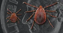 The invasive longhorned tick is spreading across Missouri and threatening cattle herds