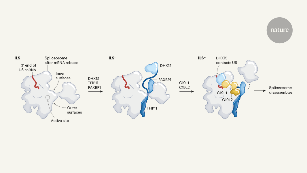 How does the spliceosome dismantle itself?