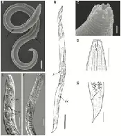 Nematode resurrected from Siberian permafrost laid dormant for 46,000 years